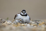 Image. Little Ringed Plover