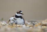 Image. Little Ringed Plover