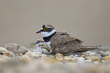 Image. Little Ringed Plover