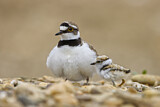 Image. Little Ringed Plover