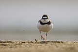 Image. Little Ringed Plover