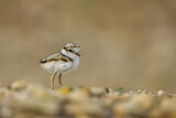 Image. Little Ringed Plover