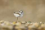 Image. Little Ringed Plover