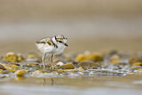 Image. Little Ringed Plover