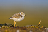 Image. Little Ringed Plover