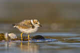 Image. Little Ringed Plover