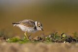 Image. Little Ringed Plover