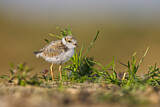 Image. Little Ringed Plover