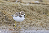 Image. Little Ringed Plover
