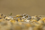 Image. Little Ringed Plover