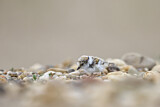 Image. Little Ringed Plover