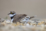 Image. Little Ringed Plover