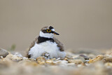 Image. Little Ringed Plover