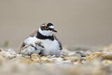 Image. Little Ringed Plover