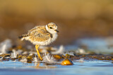 Image. Little Ringed Plover