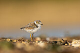 Image. Little Ringed Plover