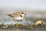 Image. Little Ringed Plover