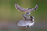 Image. Little Ringed Plover