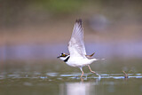 Image. Little Ringed Plover