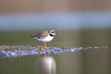 Image. Little Ringed Plover