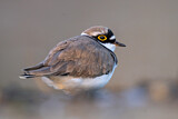 Image. Little Ringed Plover