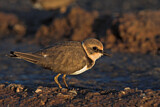 Image. Little Ringed Plover