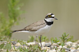 Image. Little Ringed Plover