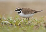 Image. Little Ringed Plover