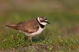Image. Little Ringed Plover