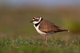 Image. Little Ringed Plover