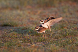Image. Little Ringed Plover