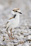 Image. Little Ringed Plover