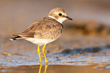Image. Little Ringed Plover