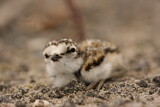 Image. Little Ringed Plover