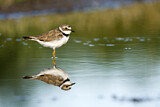 Image. Little Ringed Plover