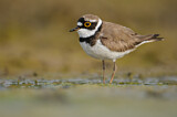 Image. Little Ringed Plover