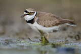 Image. Little Ringed Plover