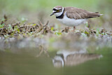 Image. Little Ringed Plover