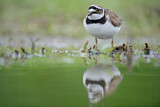 Image. Little Ringed Plover