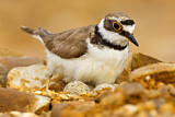Image. Little Ringed Plover