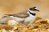 Image. Little Ringed Plover