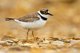 Image. Little Ringed Plover