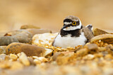 Image. Little Ringed Plover