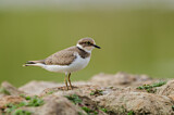 Image. Little Ringed Plover