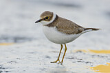 Image. Little Ringed Plover