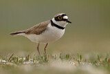 Image. Little Ringed Plover
