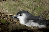 Image. Little Shearwater