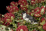 Image. Little Shearwater