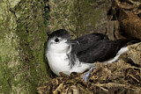 Image. Little Shearwater
