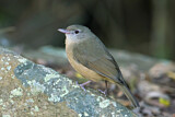 Image. Little Shrikethrush